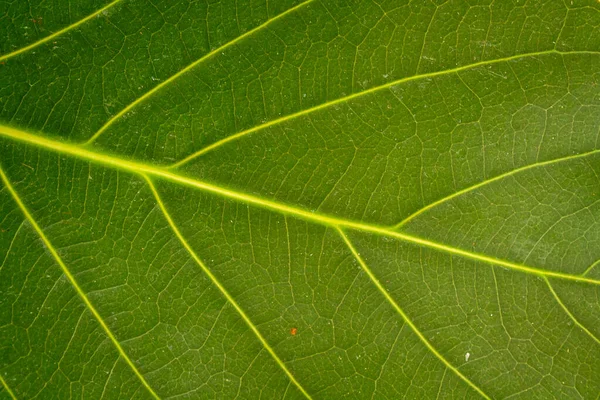 Yeşil Yaprağın Makro Fotoğrafı Yakın Yeşil Yaprak Dokusu Arkaplanı — Stok fotoğraf