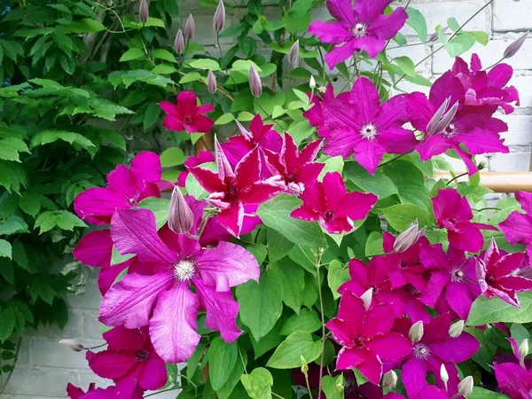 Blühende Clematis Niobe Garten Geringe Tiefenschärfe — Stockfoto