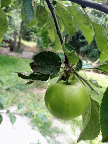 Grüner Apfel Zweig Polen — Stockfoto