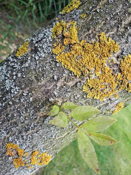 Lichen Στο Κλαδί Του Δέντρου — Φωτογραφία Αρχείου