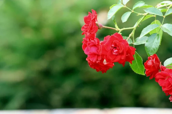 Rosa Roja Floreciente Jardín Flores Pétalos Rosa Sobre Fondo Verde — Foto de Stock
