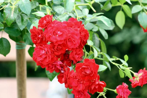 Kwitnąca Czerwona Róża Ogrodzie Kwiaty Płatki Róż Zielonym Tle — Zdjęcie stockowe