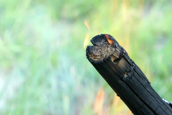 Burning tree branch. Flames on a tree branch in a campfire.