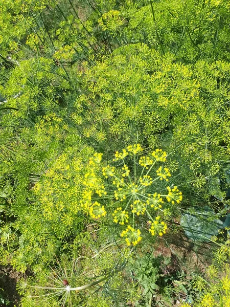 背景与Dill伞特写 园艺植物 花园里的香喷喷的丁香 — 图库照片