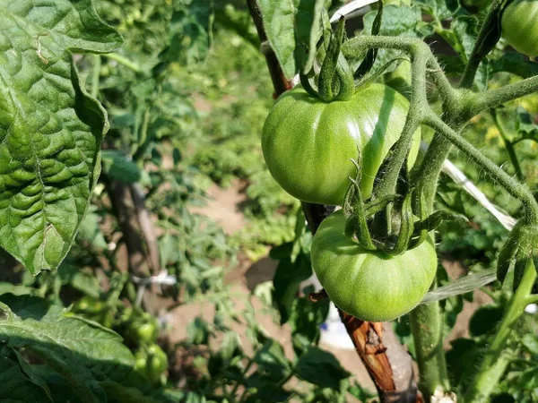 Gemüsegarten Wachsen Unreife Grüne Tomaten Tomaten Gewächshaus Mit Den Grünen — Stockfoto