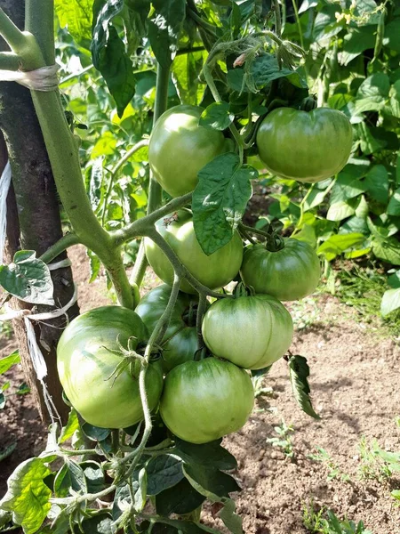Grüne Tomaten Auf Zweigen Tomatenanbau Garten Landwirtschaftskonzept Unreife Tomaten Wachsen — Stockfoto