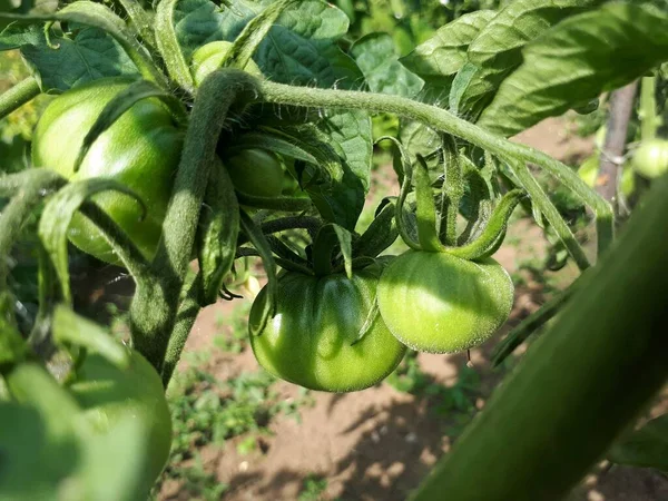 Tomates Verdes Inmaduros Jardín Tomates Vid Creciendo Las Ramas Arbusto —  Fotos de Stock