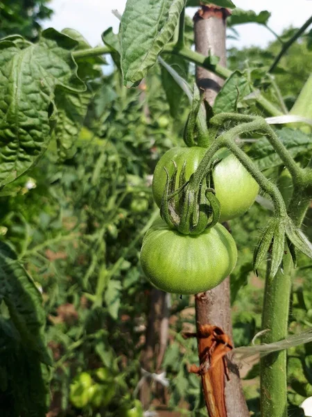 Pomodori Verdi Ramo Coltivare Pomodori Giardino Concetto Agricolo Pomodori Acerbi — Foto Stock