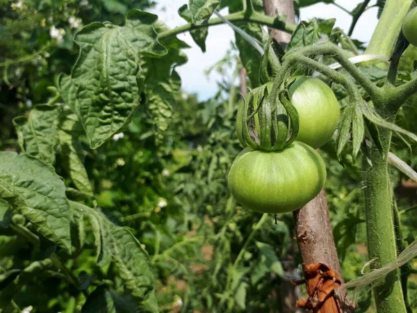 Près Tomate Verte Qui Pousse Dans Jardin Solanum Lycopersicum Concept — Photo