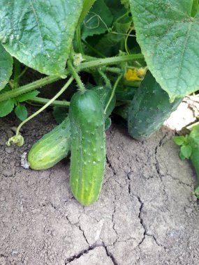 Polonya 'da bir çiftlikte ekolojik salatalık yetiştiriyor. Seçili biyo-sebze.