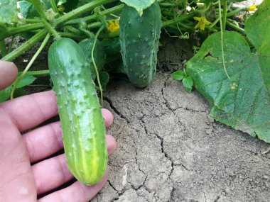 Bahçeden salatalık topluyorum. Adam parmaklarında olgun bir salatalık tutuyor. Elde sebze.