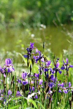 arka plan için parkta mor çiçekler