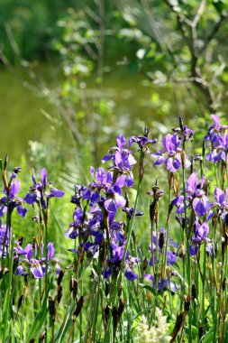 arka plan için parkta mor çiçekler