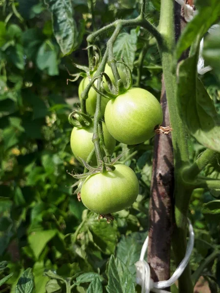 Cultivando Los Tomates Tomates Inmaduros Huerto — Foto de Stock