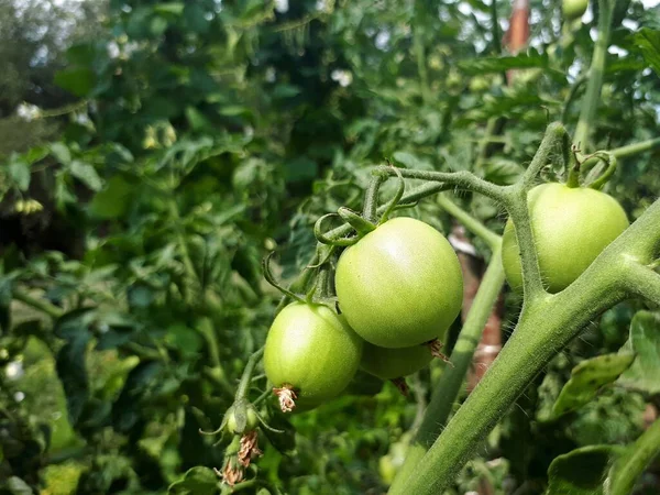 토마토를 기르고 있어요 밭에서 토마토 — 스톡 사진