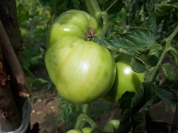 Coltivare Pomodori Pomodori Acerbi Nell Orto — Foto Stock