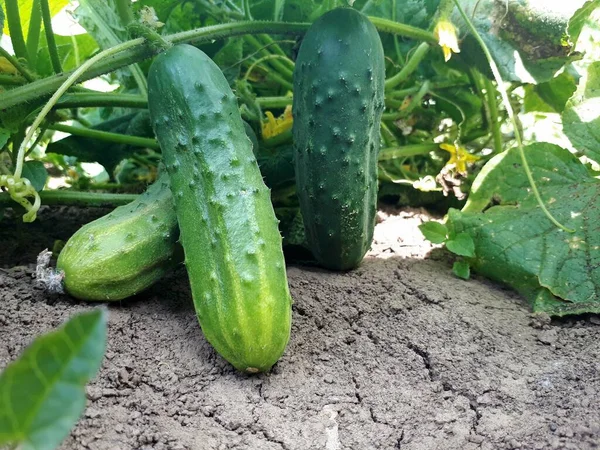 Cultivo Pepino Ecológico Una Plantación Polonia Verduras Biológicas Seleccionadas — Foto de Stock