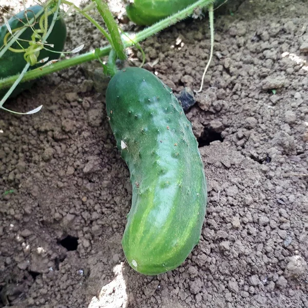 Cultivo Pepino Ecológico Una Plantación Polonia Verduras Biológicas Seleccionadas — Foto de Stock