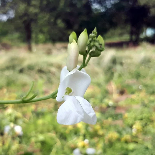 Квіти Квасолі Вибірковий Фокус Саду — стокове фото