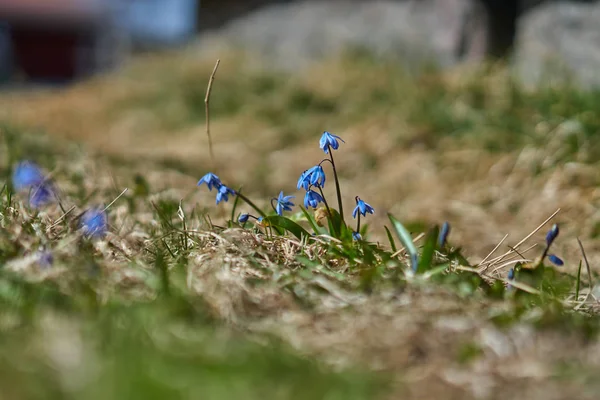 Маленькие голубые бутоны, растущие из почвы . — стоковое фото