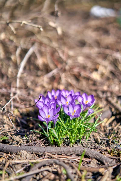 땅에서 자라는 작은 자주색 꽃들 — 스톡 사진