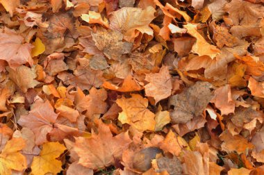 Düşen yaprakların arkaplanı