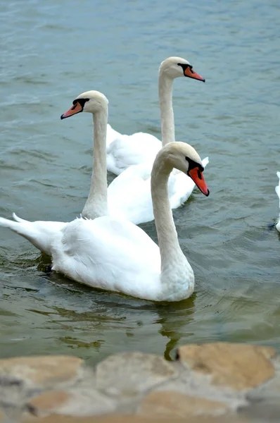 白鳥が水中で泳いでいて — ストック写真