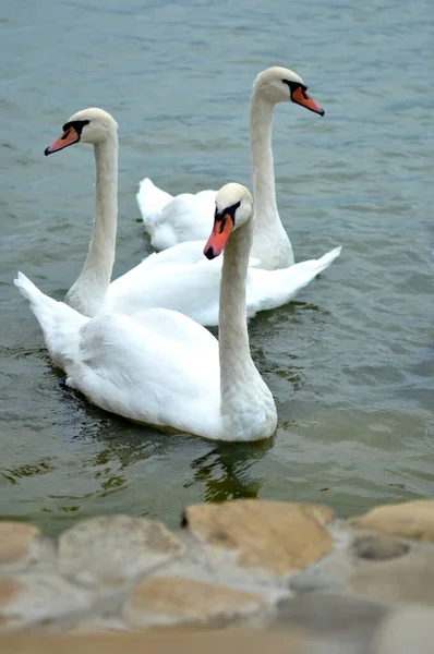 Schwäne Schwimmen Wasser — Stockfoto