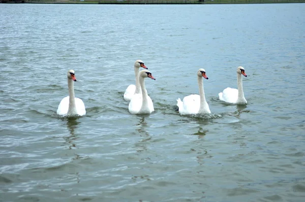 Cygnes Nager Dans Eau — Photo