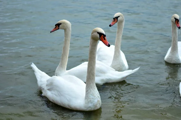 白鳥が水中で泳いでいて — ストック写真