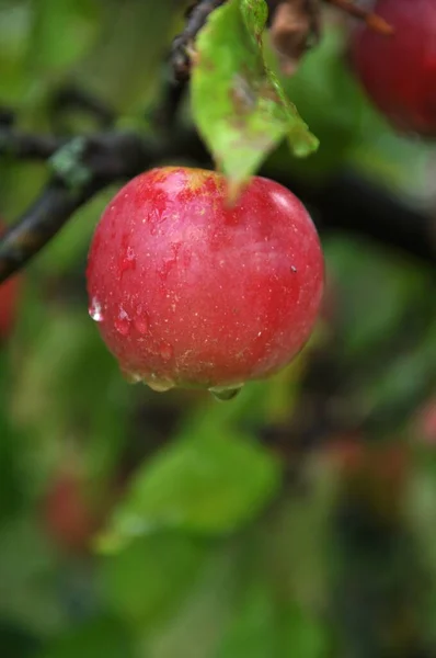 Apple Branch Drops Water — Stock Photo, Image