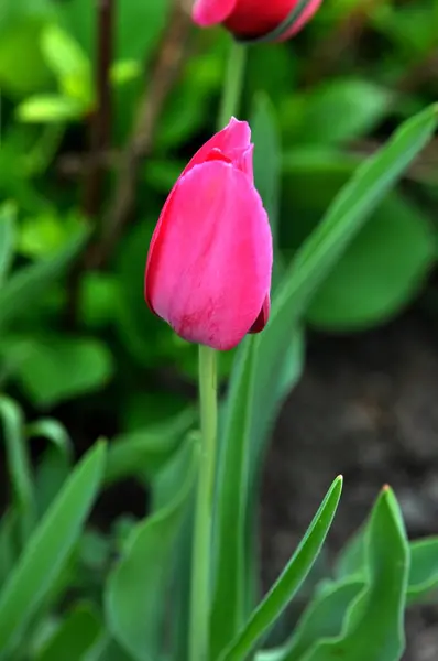 Kvetoucí Osamělý Tulipán Jaře — Stock fotografie