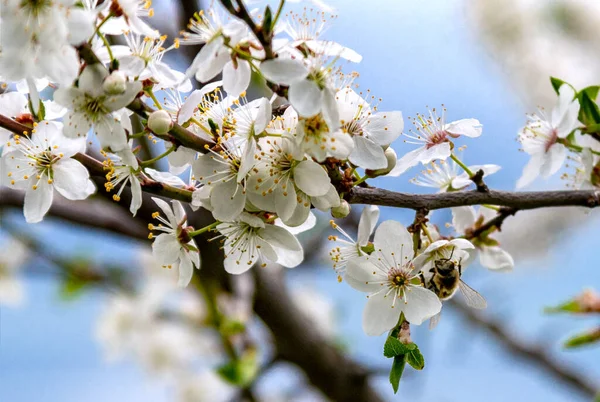 Fotoğrafta bahar çiçekleri ve bir arı var.