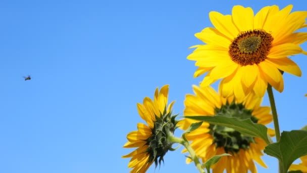 Flores de otoño girasol — Vídeo de stock