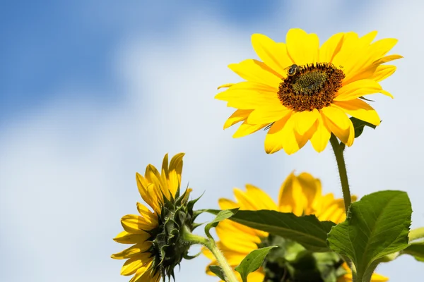 Herfst bloemen zonnebloem — Stockfoto