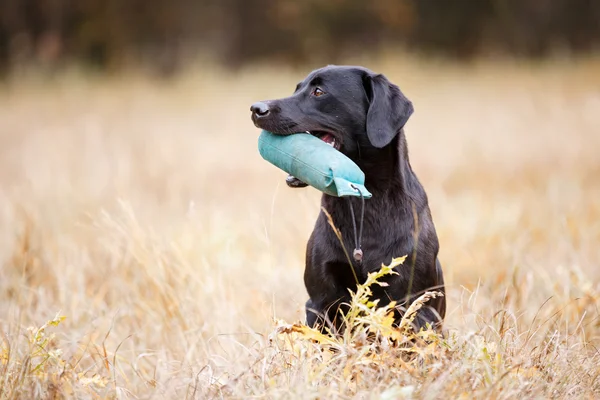 Černý labrador retrívr — Stock fotografie