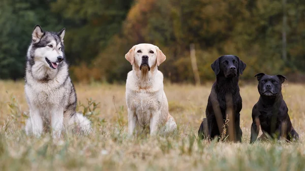 Las razas distintas de los perros —  Fotos de Stock