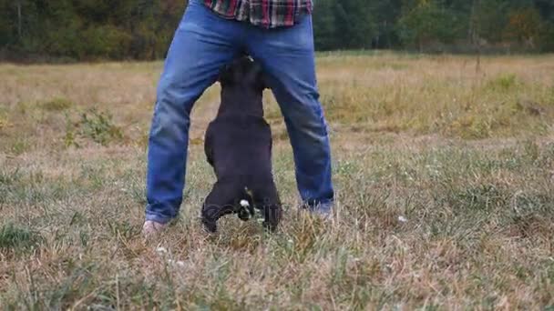 Hombre que entrena a la raza de perros Staffordshire Bull Terrier — Vídeos de Stock
