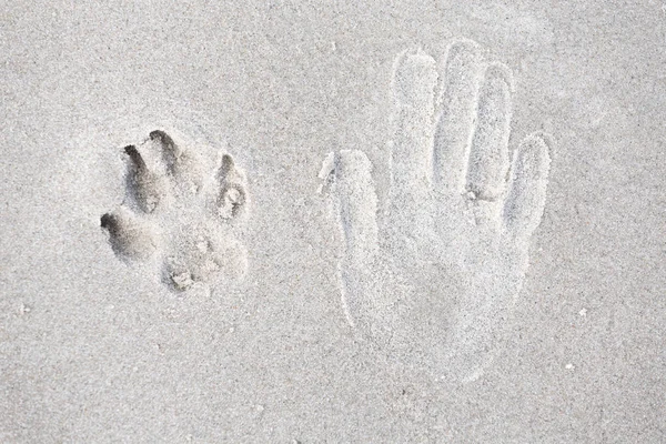 Trace of human hand and dog paw on the sand. — Stock Photo, Image