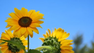 Çiçek mavi gökyüzü bir arka plan ayçiçeği