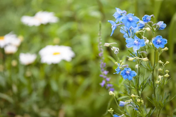 Blooming blue flowers in the spring. Small depth of field — Stock Photo, Image