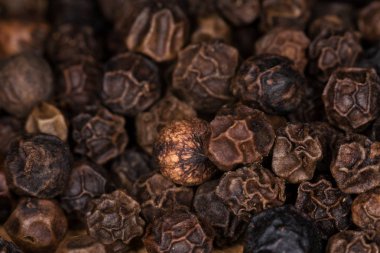 biber yakın çekim. 