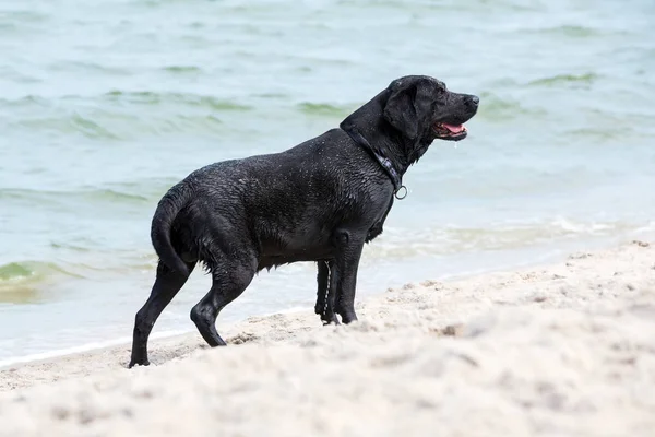 在海滩上的黑色拉布拉多犬。 — 图库照片