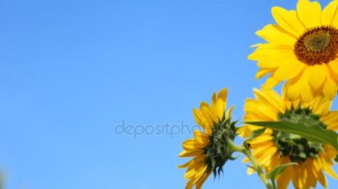 Çiçekler bir mavi gökyüzü arka plan ayçiçeği