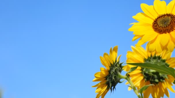 Flowers of sunflowers against a blue sky background — Stock Video