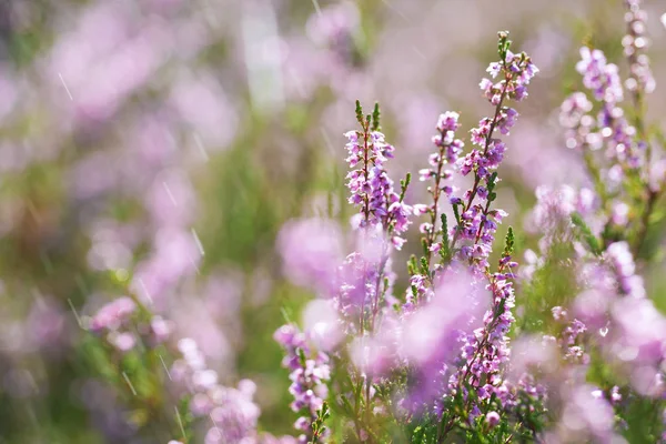 Blommor av heather närbild — Stockfoto