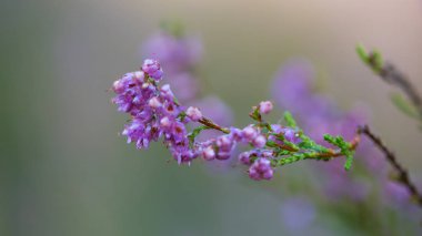 Heather çiçeklerin yakın çekim