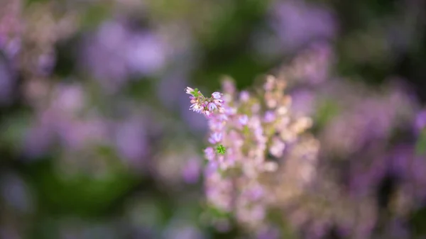 Zbliżenie kwiatów wrzosu — Zdjęcie stockowe
