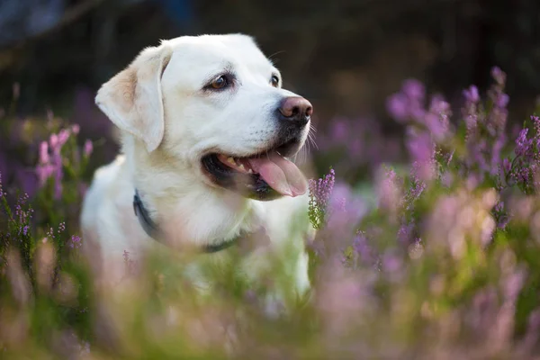 Labrador retriever in Heide bloemen — Stockfoto