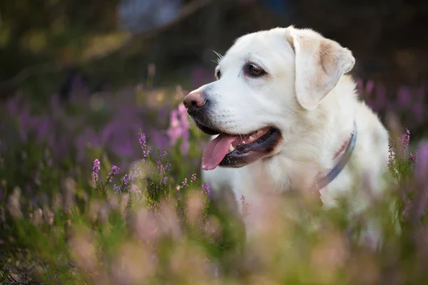 Labrador retriever in Heide bloemen — Stockfoto